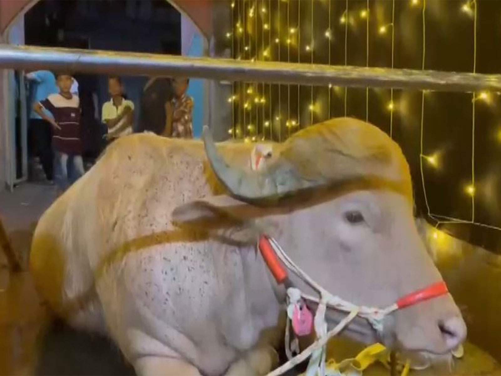 कसरी चर्चामा आयो डोनाल्ड ट्रम्प भैंसी ?