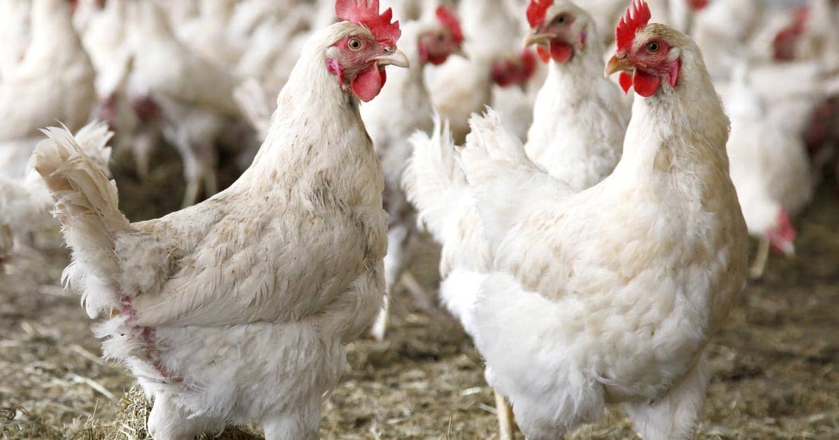 नेपालमा बर्डफ्लुको महामारी : १ लाख ३० हजारभन्दा बढी पंक्षी नष्ट