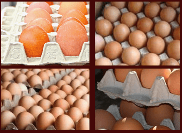 अण्डाको मूल्य क्रेटमा १५ रुपैयाँले बढ्यो