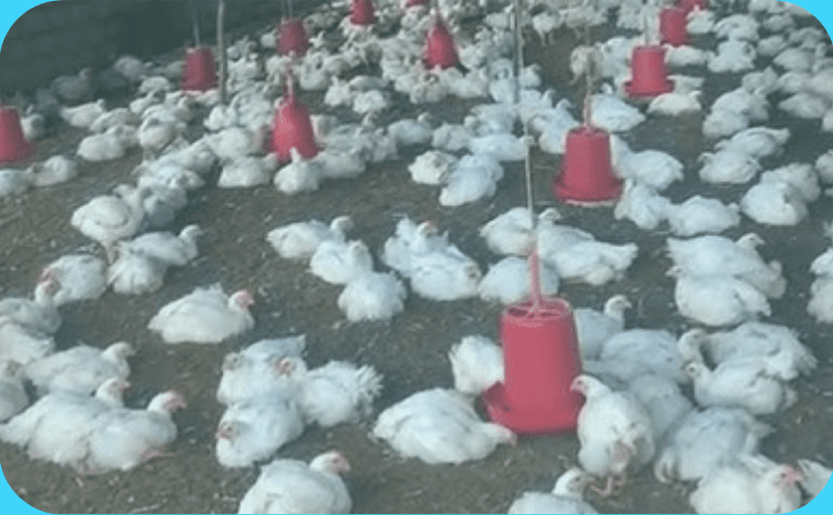 नेपालको अर्थतन्त्रमा कुखुरापालन बाट ६० अर्बभन्दा बढीको योगदान