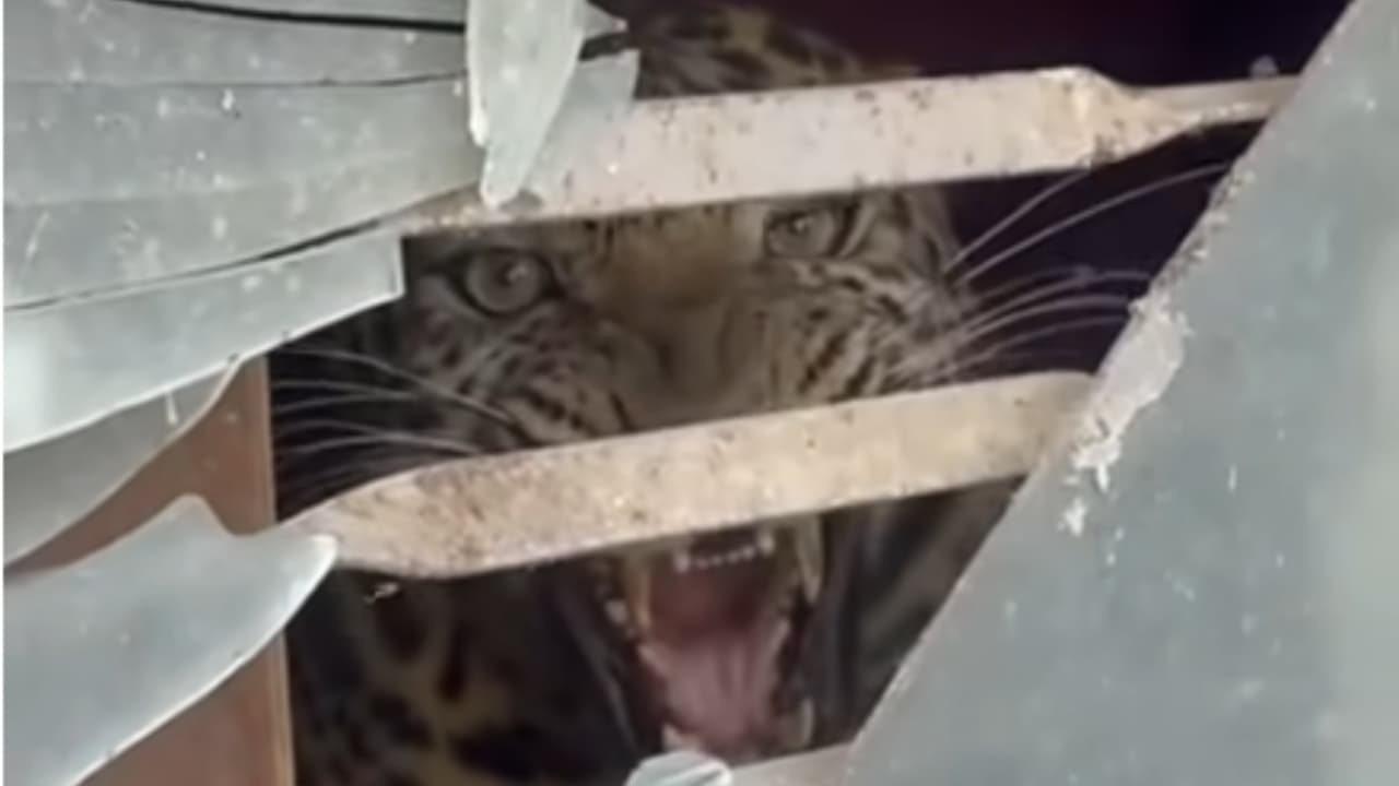 काठमाडौंमा चितुवाको आक्रमणबाट दुईजना घाइते