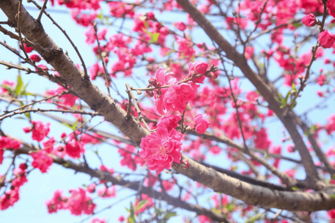 आरुको फूलले सजियो काठमाडौं (तस्बिरहरू)