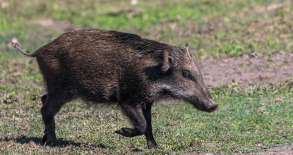 जंगली बँदेललाई धपाउन, पक्रन वा मार्न पाइने, सरकारद्वारा ‘कृषि हानिकारक वन्यजन्तु’ घोषणा