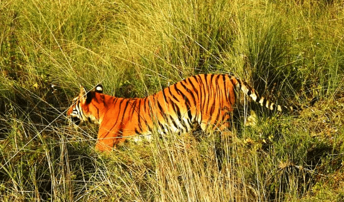 क्यामेरा ट्रयापिङ विधिबाट पाँचौँ पटक बाघ गणना सुरु