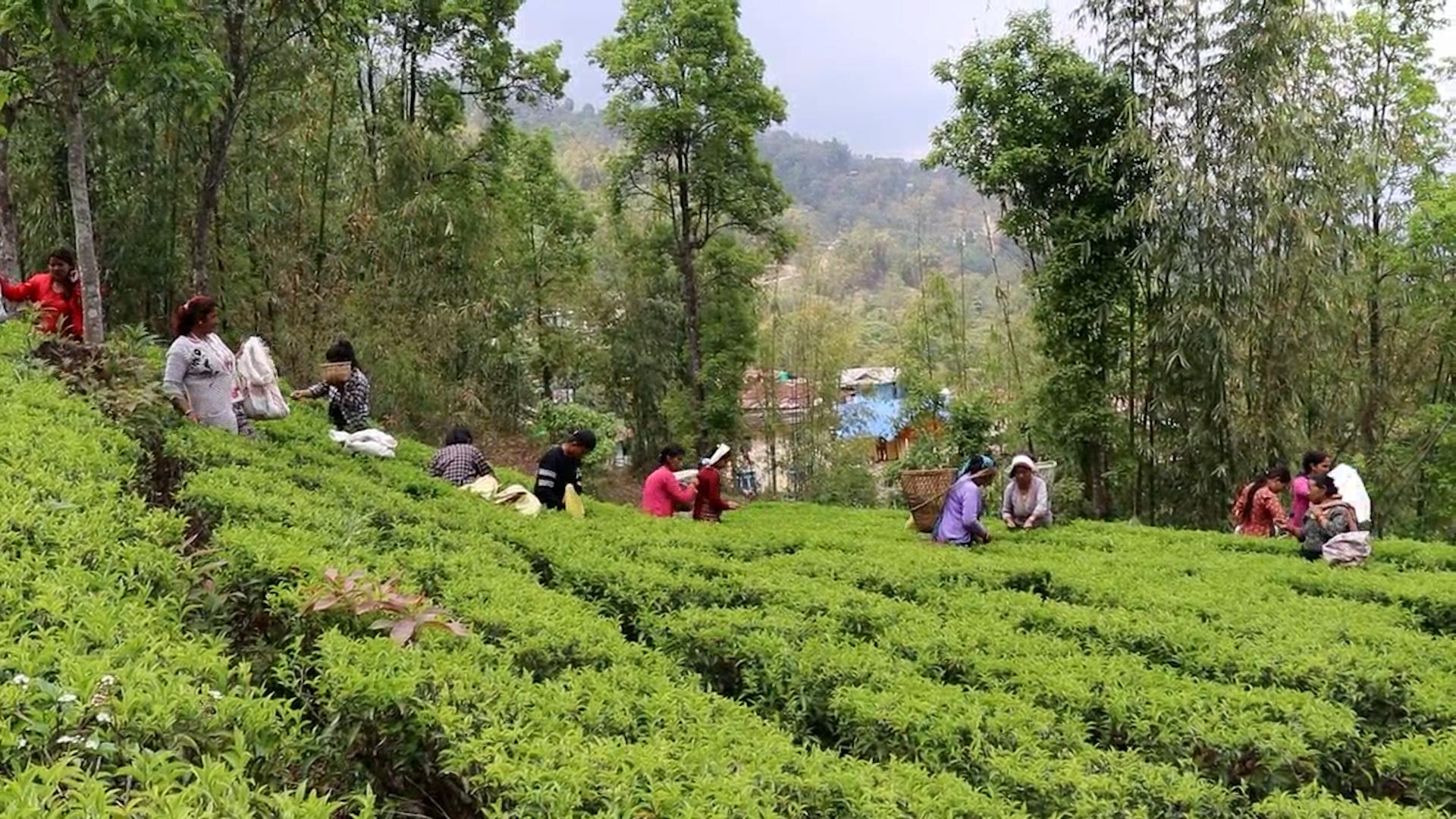 ‘फस्ट फ्लस’को चिया टिपाइ धमाधम, गुणस्तरीय उत्पादनको संभावना