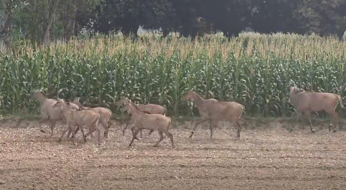 रौतहटमा नीलगाईको आतंक : कृषि कर्मबाटै पलायन हुने खतरा