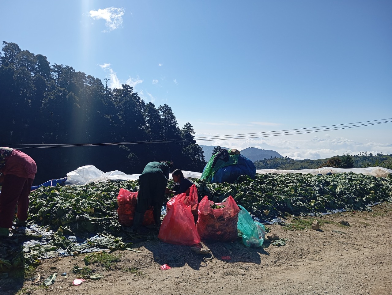 शैलुङका किसानलाई तरकारी बेच्ने चटारो