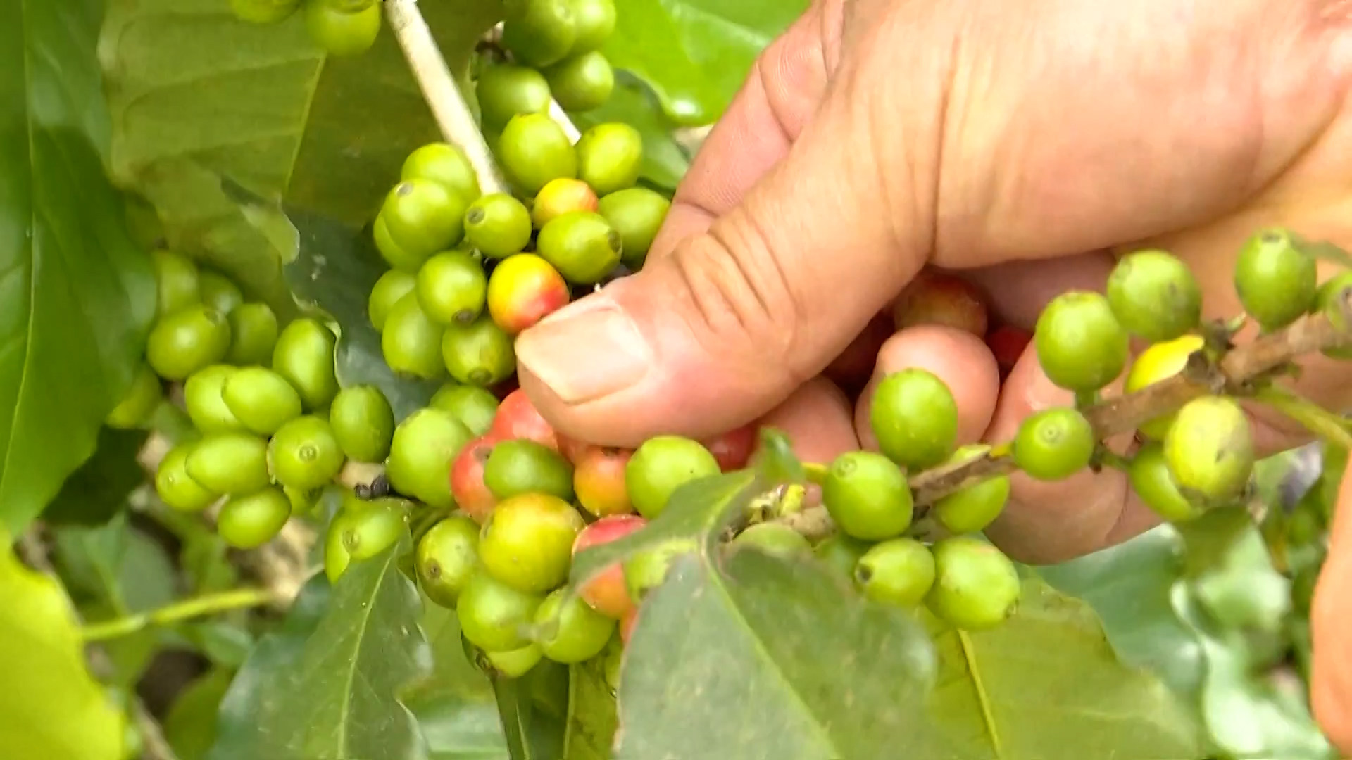 अन्तर्राष्ट्रिय बजारमा चिनियाँ युनान कफीको माग बढ्दो