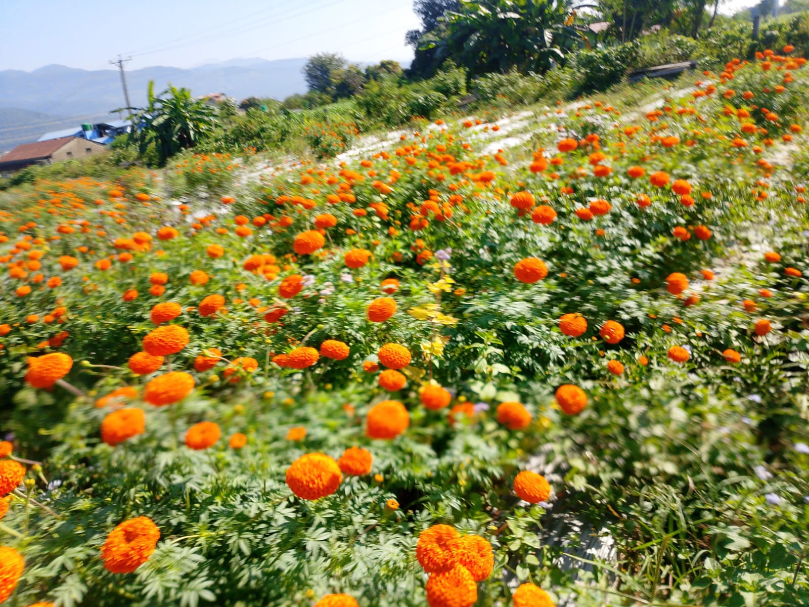 मकवानपुरमा सयपत्री र मखमली फूलको व्यवसाय : तिहारमा विदेशबाट आयात गर्नुनपर्ने